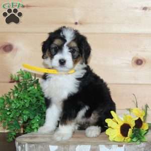 Dairy Queen, Bernedoodle Puppy